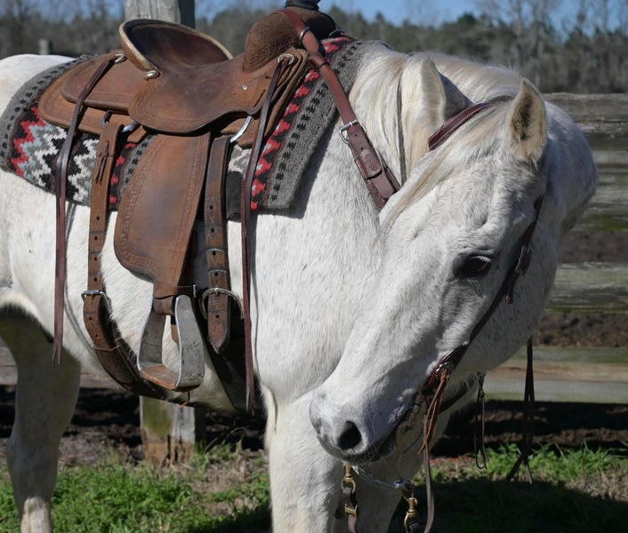 Gorgeous and big Grey QH Cross gelding trail horse 