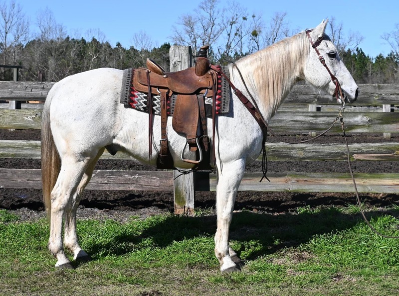 Gorgeous and big Grey QH Cross gelding trail horse 