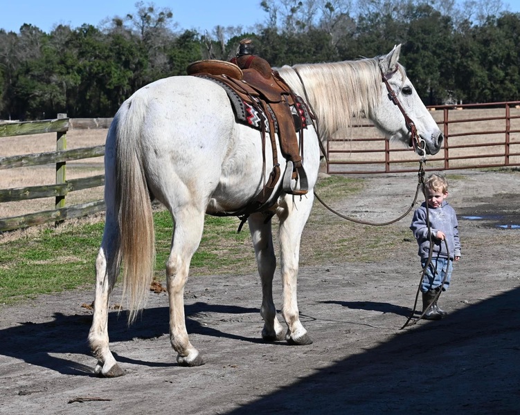 Gorgeous and big Grey QH Cross gelding trail horse 