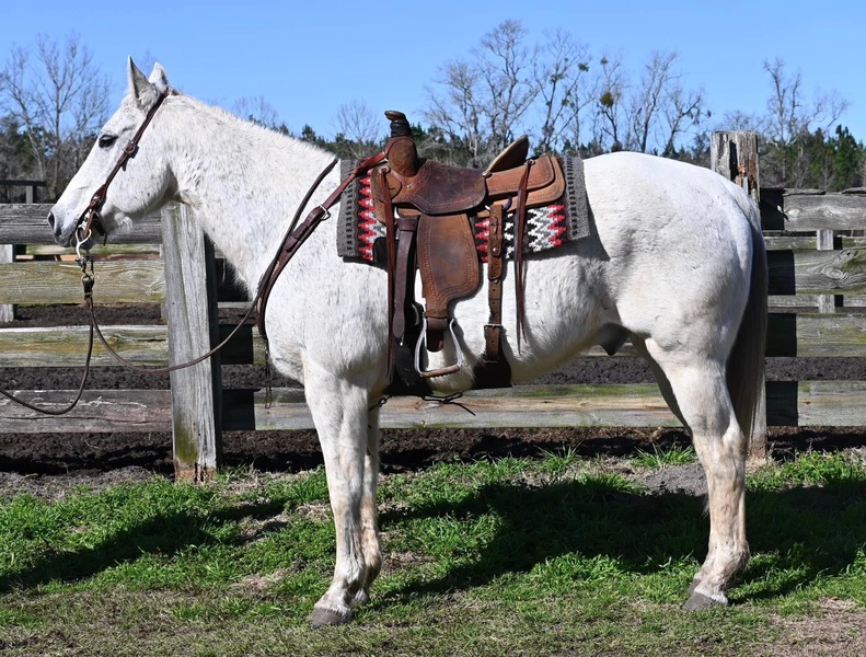 Gorgeous and big Grey QH Cross gelding trail horse 