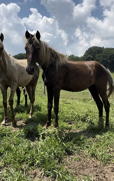 2 Year Old Well Bred Chocolate 2 Year Old 