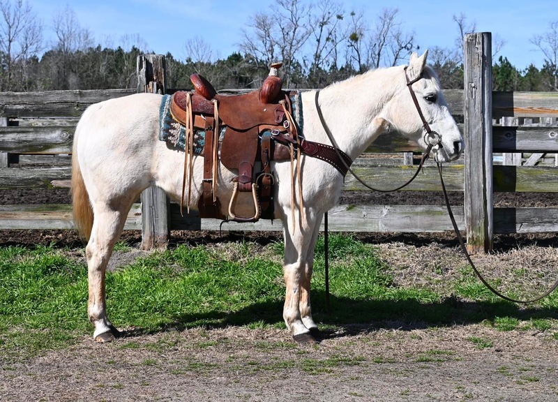 Handy broke Grey QH mare confident trail horse 