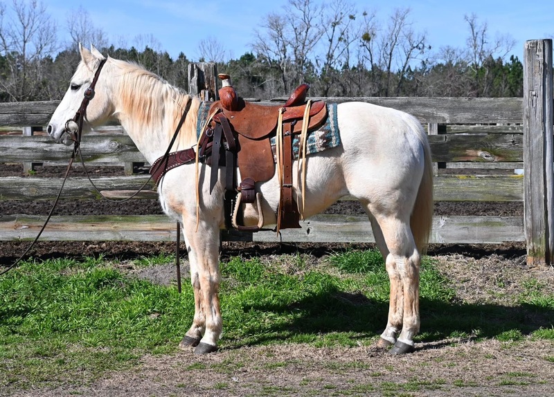 Handy broke Grey QH mare confident trail horse 