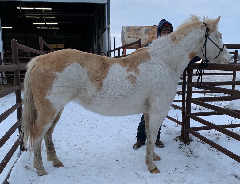 Horse Dealer in Cannon Falls Ryon's Rescue Pen, Cannon Falls