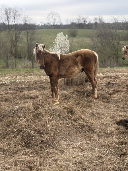 Beautiful Chocolate Yearling Colt