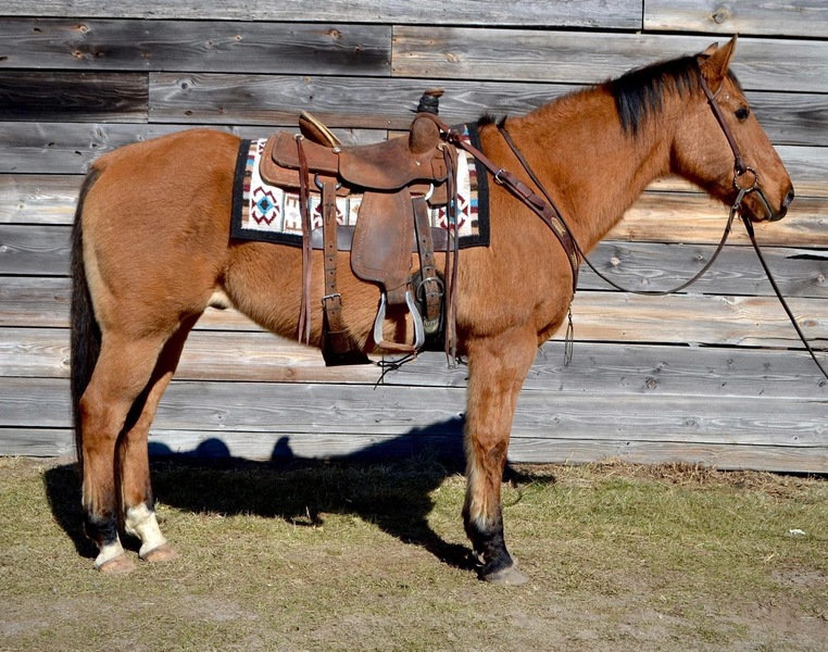 Gentle Dun QH Gelding good trail horse 