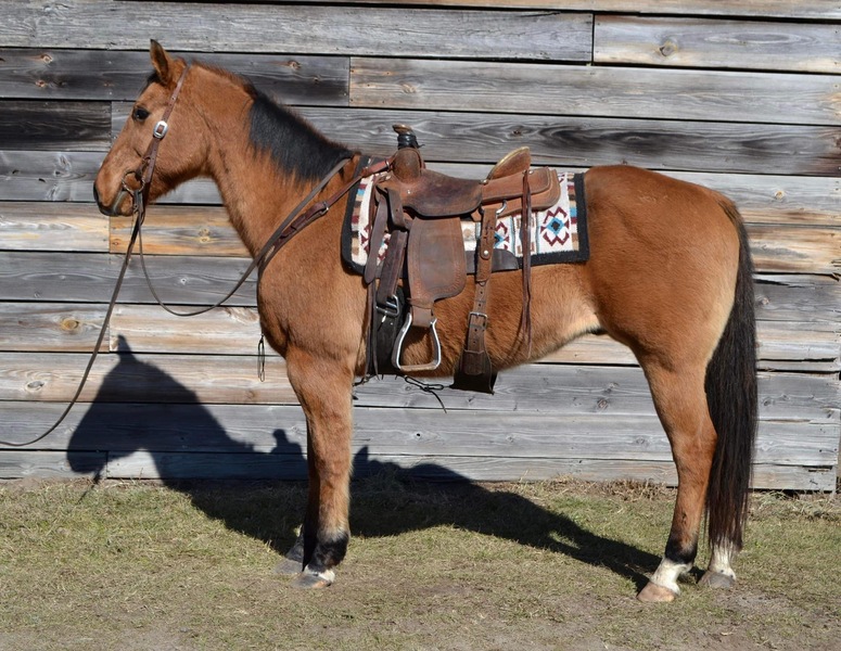 Gentle Dun QH Gelding good trail horse 