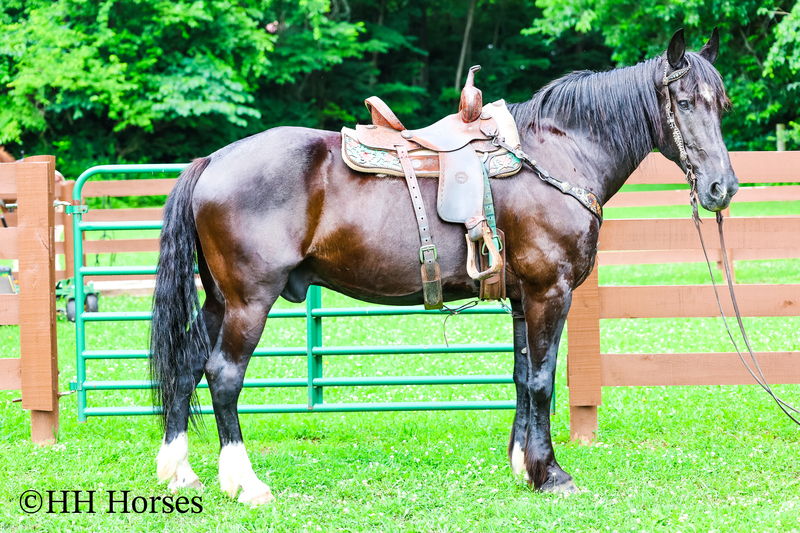 BIG, GENTLE, WELL MANNERED AND WELL TRAINED BLACK PERCHERON WARMBLOOD CROSSBRED GELDING, RIDES AND DRIVES