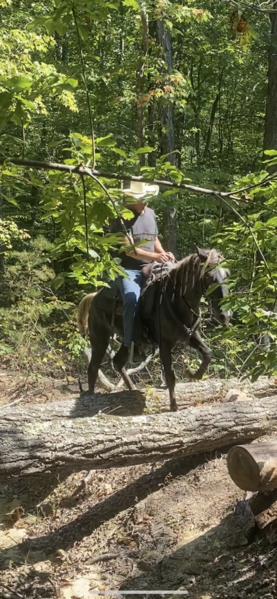 14.3 Hand Easy To Ride Beautiful Trail Horse