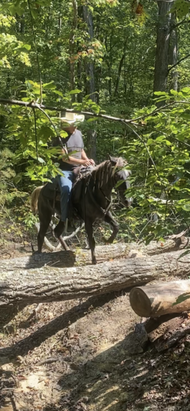 14.3 Hand Easy To Ride Beautiful Trail Horse