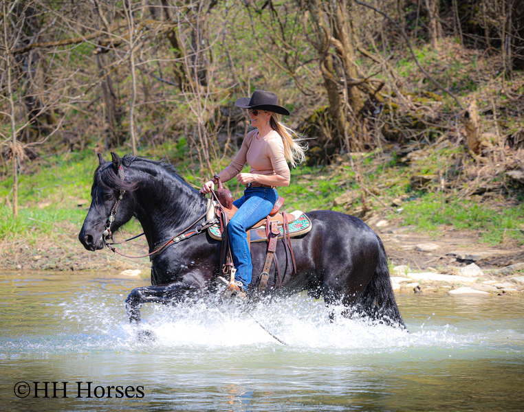REALLY PRETTY PUREBRED REGISTERED FRIESIAN STALLION, RIDES AND DRIVES 