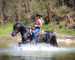 REALLY PRETTY PUREBRED REGISTERED FRIESIAN STALLION, RIDES AND DRIVES 