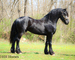 REALLY PRETTY PUREBRED REGISTERED FRIESIAN STALLION, RIDES AND DRIVES 