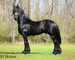 REALLY PRETTY PUREBRED REGISTERED FRIESIAN STALLION, RIDES AND DRIVES 