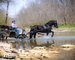 REALLY PRETTY PUREBRED REGISTERED FRIESIAN STALLION, RIDES AND DRIVES 