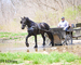 REALLY PRETTY PUREBRED REGISTERED FRIESIAN STALLION, RIDES AND DRIVES 