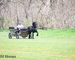 REALLY PRETTY PUREBRED REGISTERED FRIESIAN STALLION, RIDES AND DRIVES 