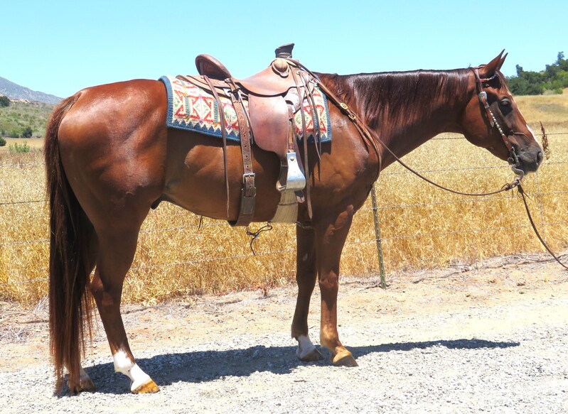 9 YEAR OLD 16 HAND SORREL GELDING +++VIDEO+++