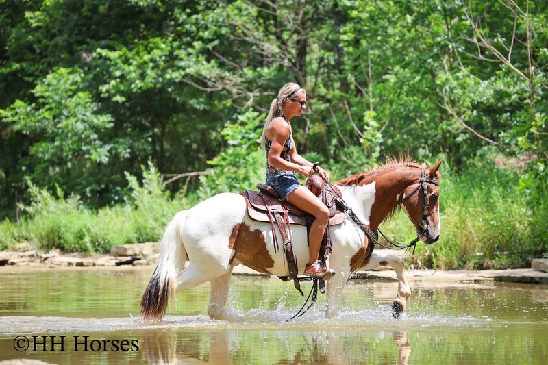 GENTLE, FLASHY, AND FUN SORREL AND WHITE TOBIANO PAINT GELDING, TRAIL RIDES