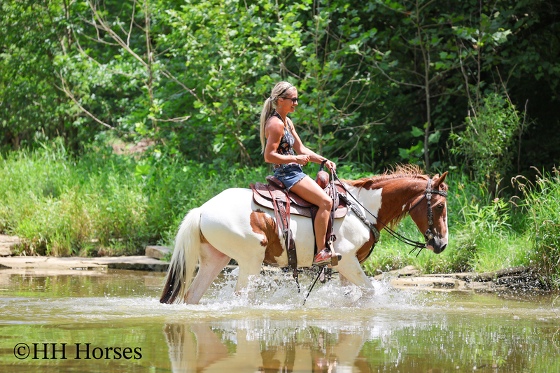 GENTLE, FLASHY, AND FUN SORREL AND WHITE TOBIANO PAINT GELDING, TRAIL RIDES