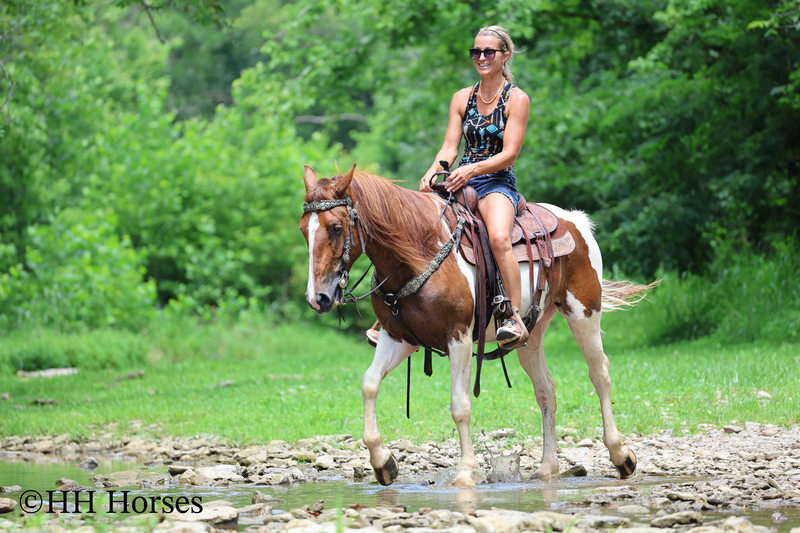 GENTLE, FLASHY, AND FUN SORREL AND WHITE TOBIANO PAINT GELDING, TRAIL RIDES