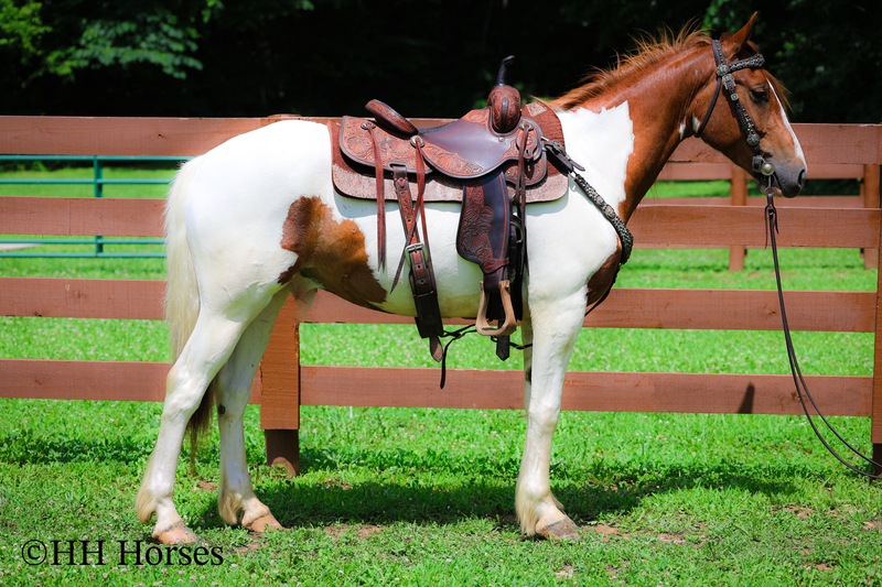 GENTLE, FLASHY, AND FUN SORREL AND WHITE TOBIANO PAINT GELDING, TRAIL RIDES