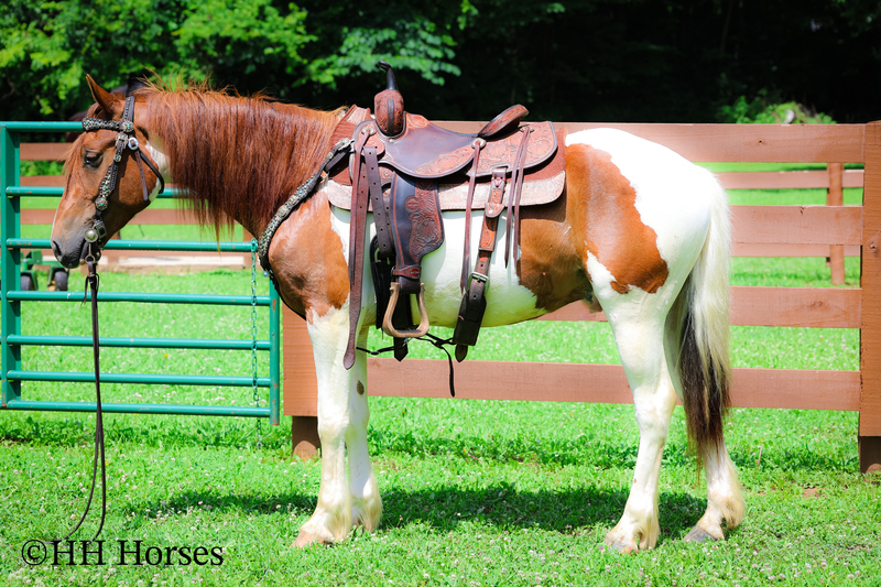 GENTLE, FLASHY, AND FUN SORREL AND WHITE TOBIANO PAINT GELDING, TRAIL RIDES