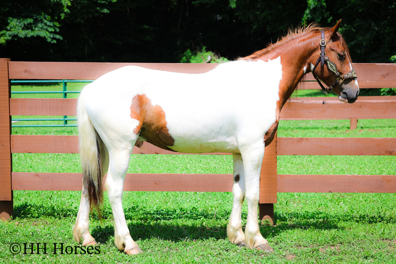 GENTLE, FLASHY, AND FUN SORREL AND WHITE TOBIANO PAINT GELDING, TRAIL RIDES