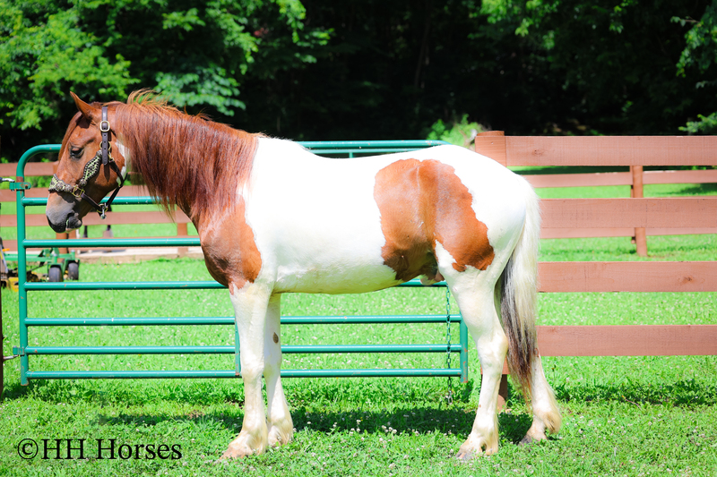 GENTLE, FLASHY, AND FUN SORREL AND WHITE TOBIANO PAINT GELDING, TRAIL RIDES