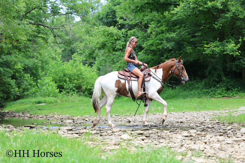 GENTLE, FLASHY, AND FUN SORREL AND WHITE TOBIANO PAINT GELDING, TRAIL RIDES