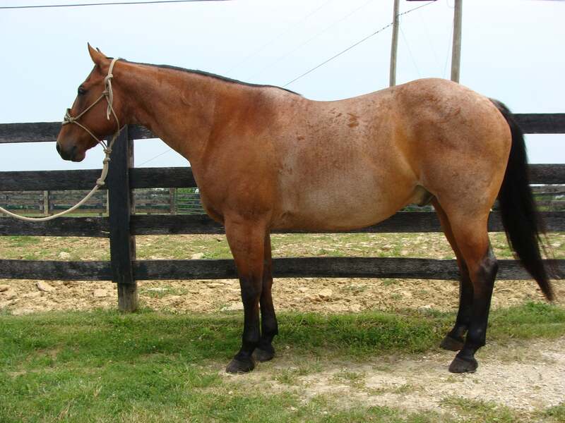 BEGINNER SAFE AND YOUTH FRIENDLY, SUPER GENTLE SAFE BAY ROAN QUARTER