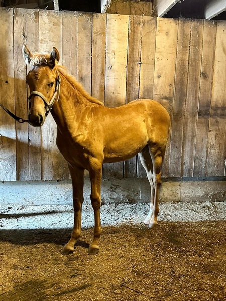 Desensitized Beautiful Chocolate Weanling 