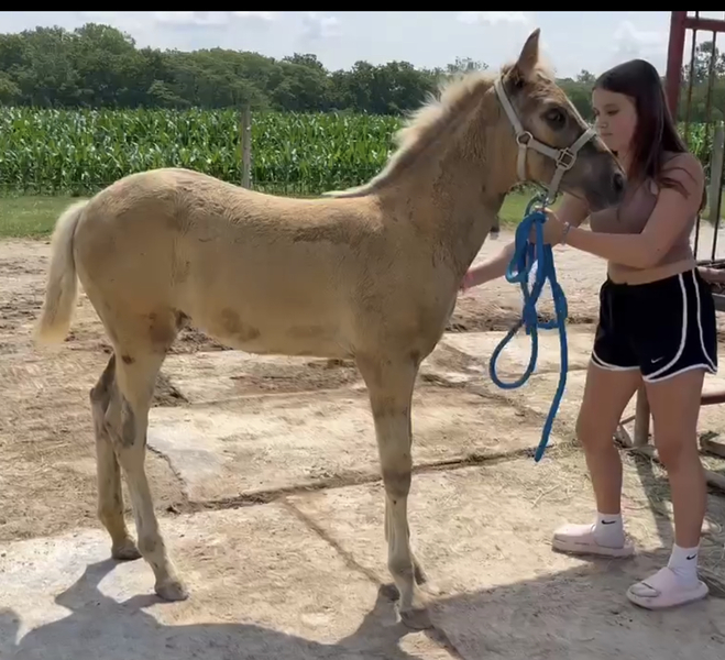Desensitized Beautiful Chocolate Weanling 
