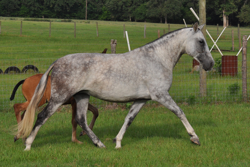 Grey Horses for Sale