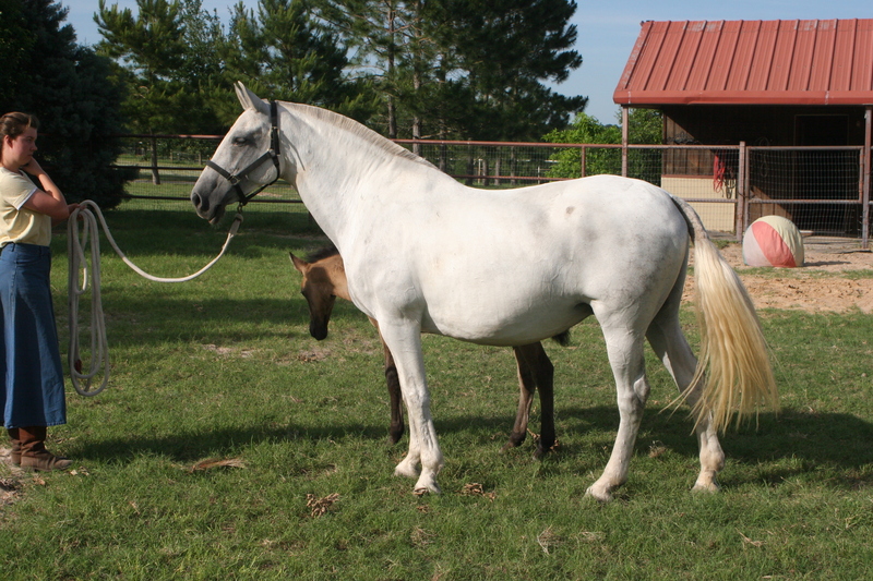 Approved Spanish PRE Mare under saddle