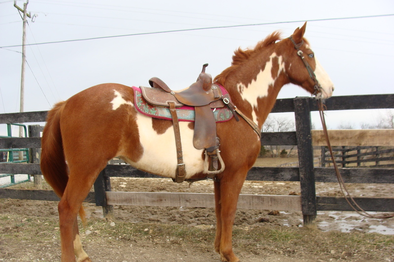 SUPER FLASHY BEGINNER SAFE SORREL & WHITE OVERO PAINT MARE, VERY GENTLE