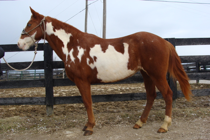 SUPER FLASHY BEGINNER SAFE SORREL & WHITE OVERO PAINT MARE, VERY GENTLE