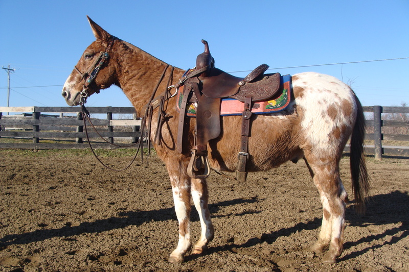 FLASHY BLANKETED APPALOOSA MULE, PACKS AND RIDES For Sale in Fleming
