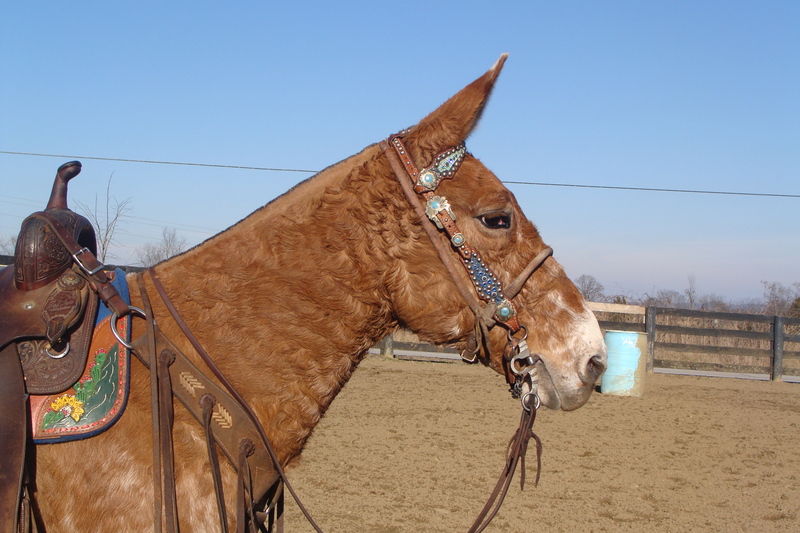 FLASHY BLANKETED APPALOOSA MULE, PACKS AND RIDES For Sale in Fleming