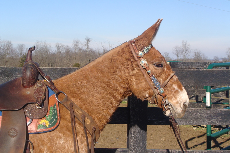 FLASHY BLANKETED APPALOOSA MULE, PACKS AND RIDES For Sale in Fleming