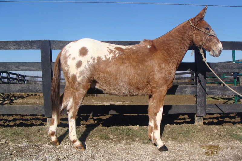 FLASHY BLANKETED APPALOOSA MULE, PACKS AND RIDES For Sale in Fleming