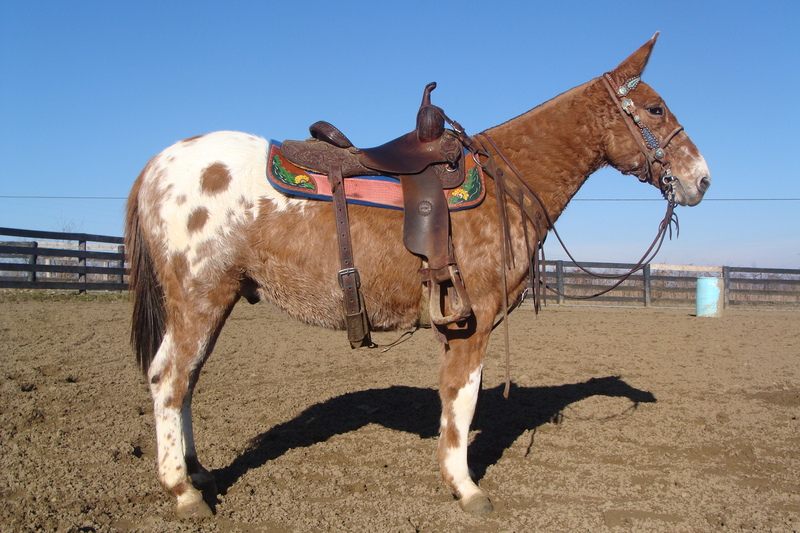 FLASHY BLANKETED APPALOOSA MULE, PACKS AND RIDES For Sale in Fleming