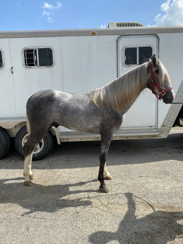 Tennessee Walker for Sale