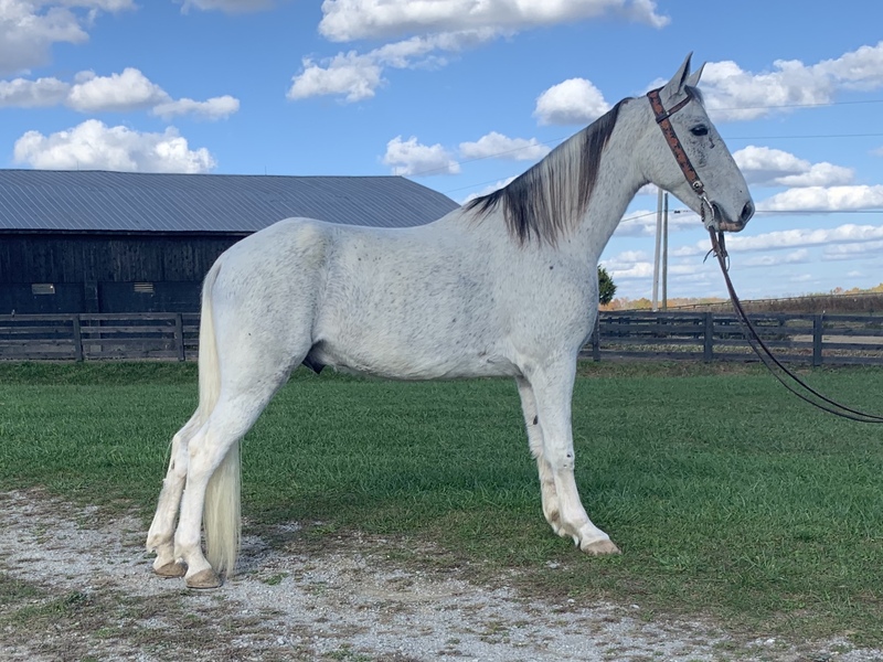 Registered TWH show or trail horse For Sale in Casey, Kentucky, United States of America