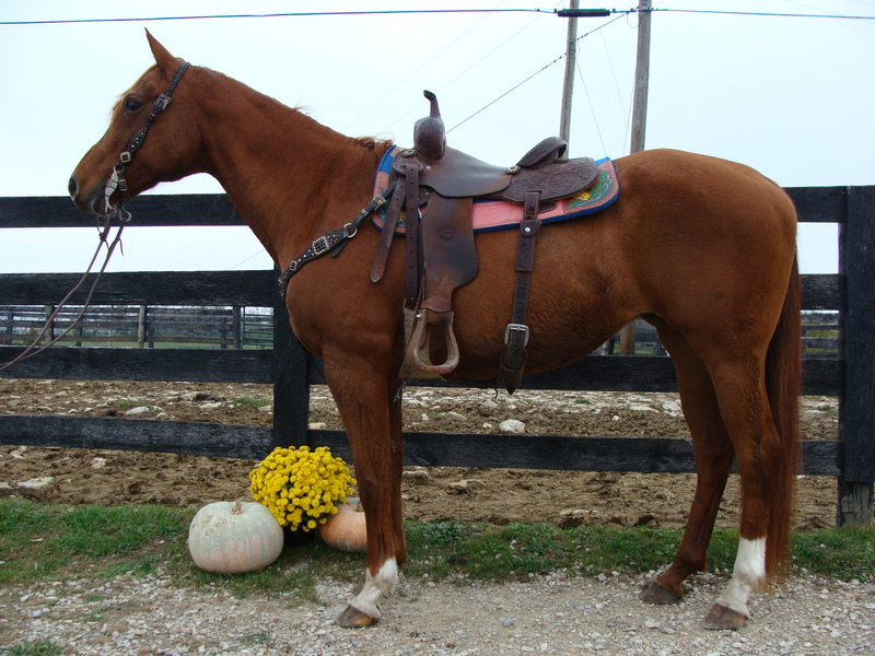 BEGINNGER AND YOUTH FRIENDLY SORREL QUARTER HORSE MARE, WESTERN