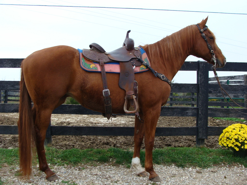 BEGINNGER AND YOUTH FRIENDLY SORREL QUARTER HORSE MARE, WESTERN