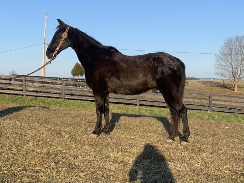 Honest Trail Horse For Sale in Casey, Kentucky, United States of