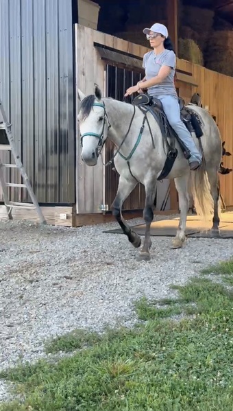 Amazing Well Trained Grey Trail Horse!