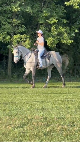 Amazing Well Trained Grey Trail Horse!