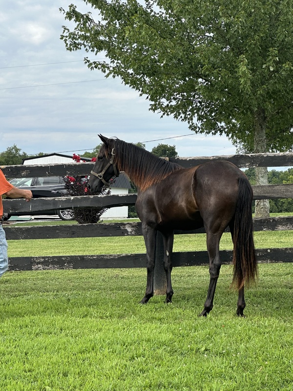 Stunning Black Well Bred Filly 